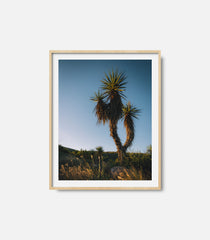 Desert photography wall art featuring cactus and sunlight, framed decor