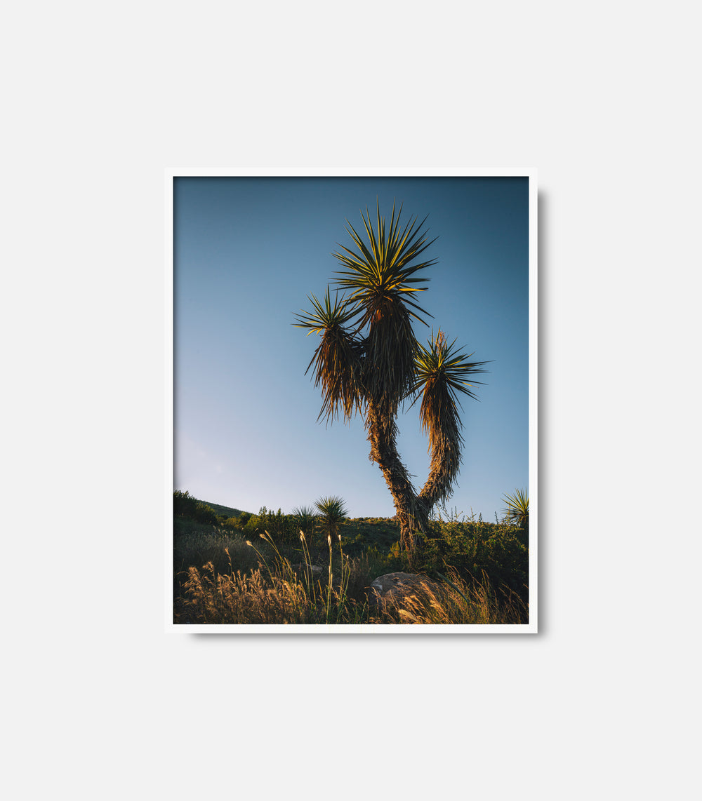 Desert photography wall art featuring cactus and sunlight, framed decor