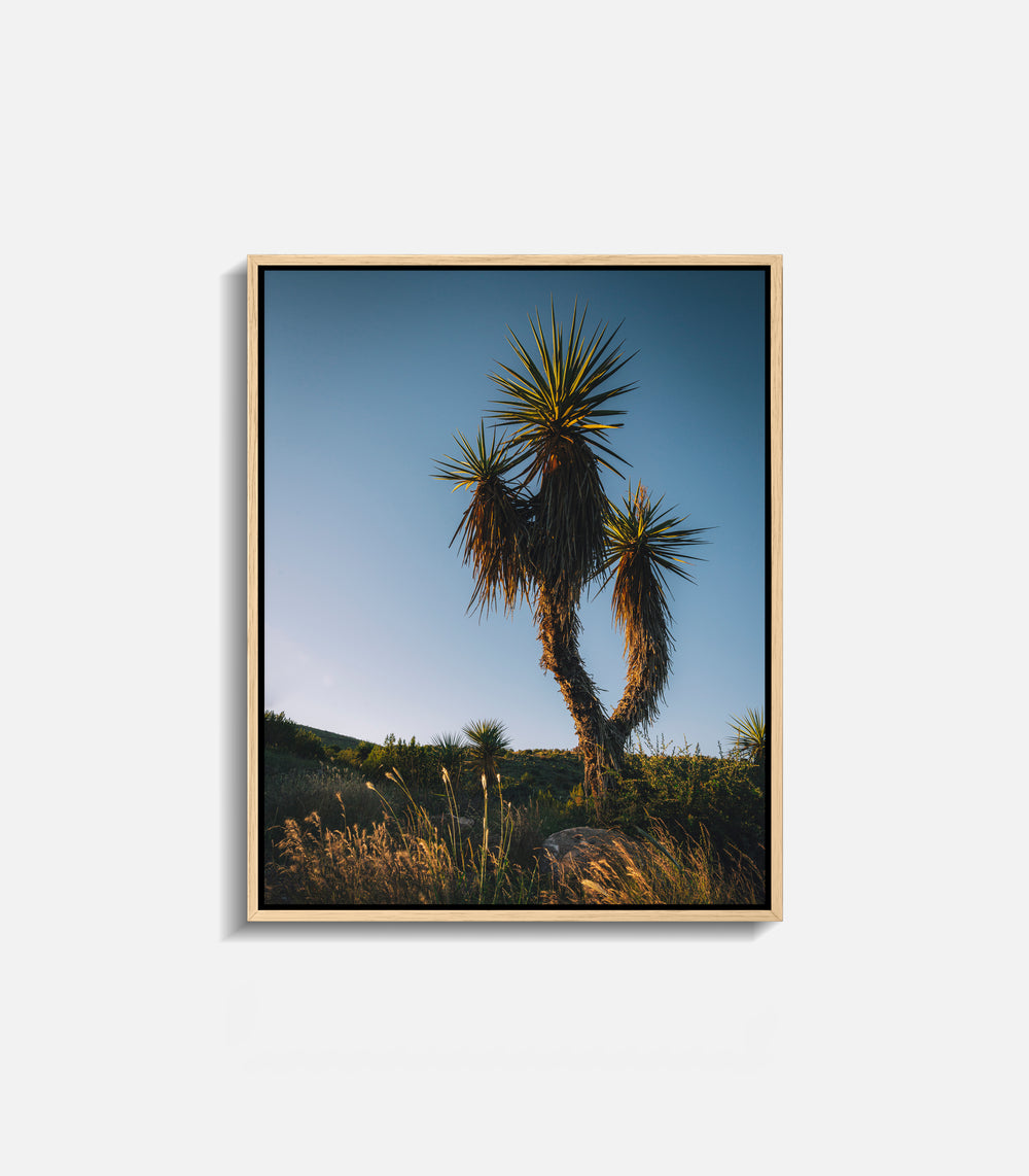 Minimal desert wall art featuring cactus and open sky, framed statement decor
