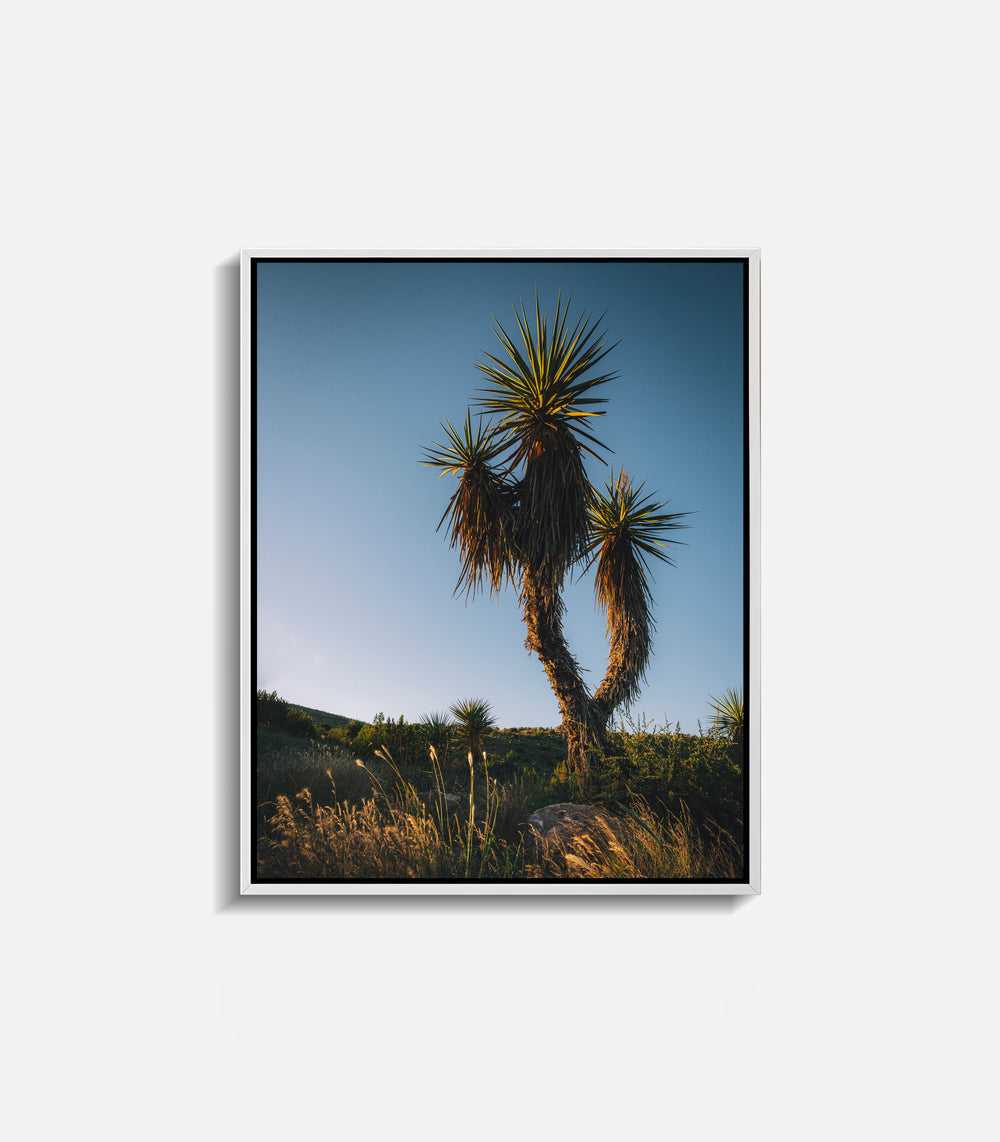 Framed cactus wall art print in desert setting, clean modern interior decor